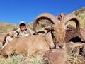 Aoudad