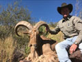 Aoudad