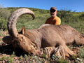 Aoudad