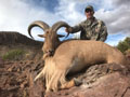 Aoudad