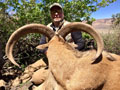 Aoudad