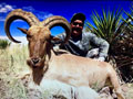 Aoudad