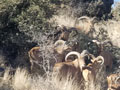 Aoudad