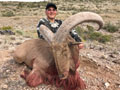 Aoudad