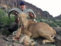 Aoudad