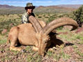 Aoudad