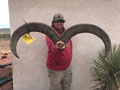 Aoudad