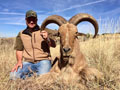 Aoudad