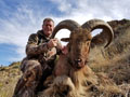 Aoudad