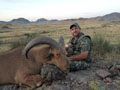 Aoudad