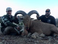 Aoudad