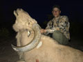 Aoudad