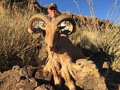 Aoudad