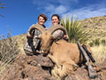 Aoudad