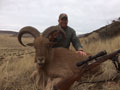 Aoudad