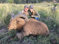 Aoudad