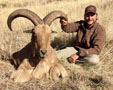 Aoudad