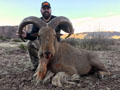 Aoudad