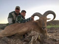 Aoudad