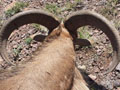 Aoudad