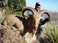 Aoudad