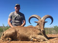 Aoudad