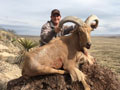 Aoudad