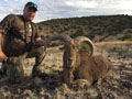 Aoudad