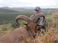 Aoudad