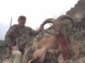 Aoudad