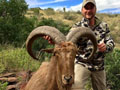 Aoudad