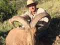 Aoudad