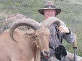 Aoudad