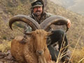 Aoudad