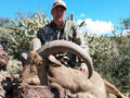 Aoudad