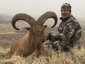 Aoudad