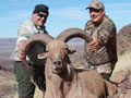 Aoudad