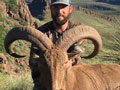 Aoudad