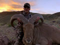 Aoudad