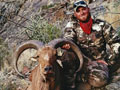 Aoudad