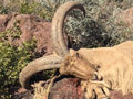 Aoudad