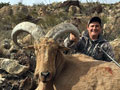 Aoudad