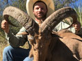 Aoudad