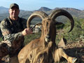 Aoudad