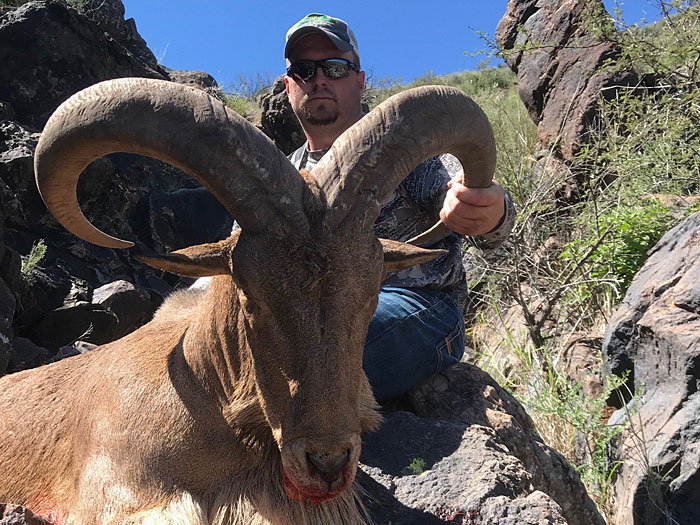 Aoudad