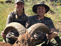 Aoudad