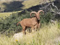 Aoudad