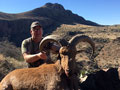 Aoudad