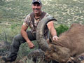 Aoudad