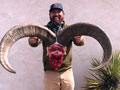 Aoudad